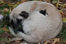 Чим більше впізнаю людей людей