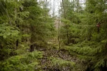 БОРОТЬБА З КОРОВЕДОМ АБО… З ЛІСОМ - Актуальні проблеми - Вести Красногір’я проблеми