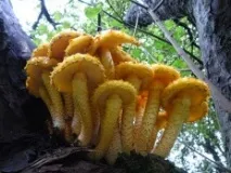 Луска золотиста (Pholiota aurivella) золотиста