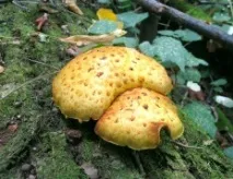 Луска золотиста (Pholiota aurivella) золотиста