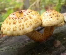 Луска золотиста (Pholiota aurivella) луска