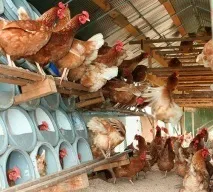 Чим годувати курку в домашніх умовах бройлерів, молодок, скільки можна влітку молодок