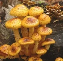 Луска золотиста (Pholiota aurivella) золотиста