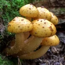 Луска золотиста (Pholiota aurivella) золотиста