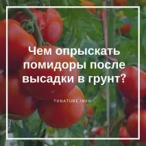 Чим обприскати помідори після висадки в ґрунт обприскати