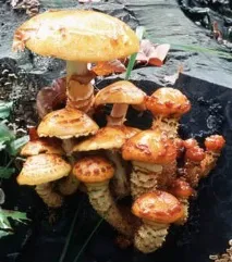 Луска золотиста (Pholiota aurivella) pholiota