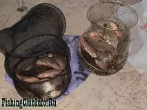 Донний лов карася влітку, інформаційний портал про рибалку донний