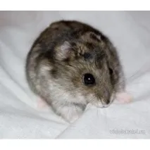 Hamster Djungarian - „Nici nu am avut timp să fac o poză! ”, Comentarii clienți
