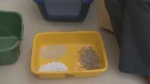 Якщо ви не знаєте, як привчити кота гадити, то ця стаття для вас кота
