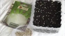 Фенхель посадка вирощування та догляд своїми руками фенхель