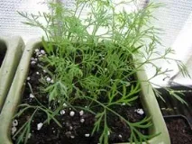 Фенхель посадка вирощування та догляд своїми руками вирощування