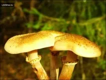 Гриби опеньки опеньки
