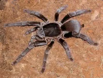 Hysterocrates gigas, Продаж екзотичних тварин gigas