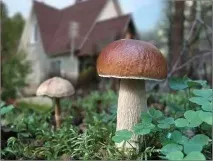 дачі