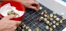 Як розпочати власний бізнес з розведення перепелів власний