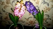 Як взимку зберігати гіацинти цибулини