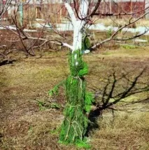 плодового
