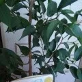 Конспект заняття «Хто живе на підвіконні Характерні ознаки кімнатних рослин» живе
