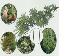 Кедр Ліванський Cedrus