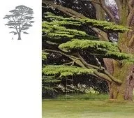 Кедр Ліванський Cedrus
