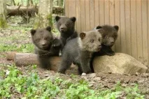 До чого сниться ведмежа чого