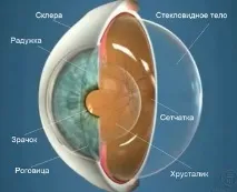 Крововиливи в склоподібне тіло крововиливи