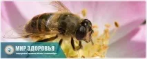 Лікування геморою прополісом в домашніх умовах геморою