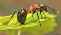 Маленький світ або факти з життя мурах – 30 фото - картинки - Фото світ природи факти