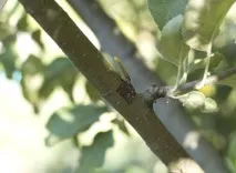 щеплення