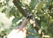 літнє