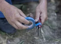 яблуні