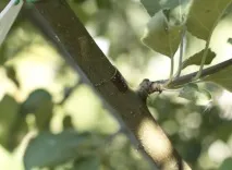 літнє