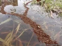 Маленький світ або факти з життя мурах – 30 фото - картинки - Фото світ природи факти