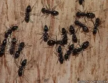 Маленький світ або факти з життя мурах – 30 фото - картинки - Фото світ природи життя