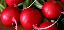 Найкращі сорти редису для відкритого ґрунту ТОП 12 для середньої смуги сорти