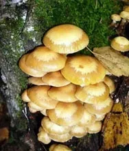 Міцелій фламуліна, Грибний ринок міцелій