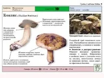Маслюки користь та шкода, приготування маринованих та солоних на зиму користь