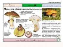 Маслюки користь та шкода, приготування маринованих та солоних на зиму маслюки