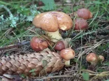 Маслюки користь та шкода, приготування маринованих та солоних на зиму шкода