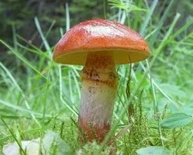 Маслюки користь та шкода, приготування маринованих та солоних на зиму шкода