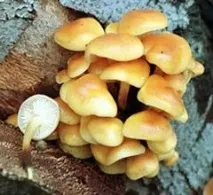 Міцелій фламуліна, Грибний ринок грибний