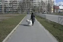 собаки