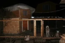 собачки