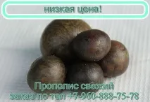 Чи можна цілуватися при туберкульозі, Сушена Ведмедка туберкульозі