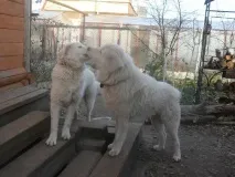 Джена