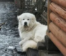 собака