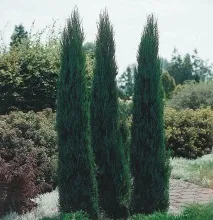 опис