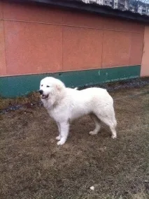 собаки