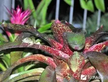 neoregelia