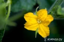 Огірки тонкощі догляду на грядках огірки
